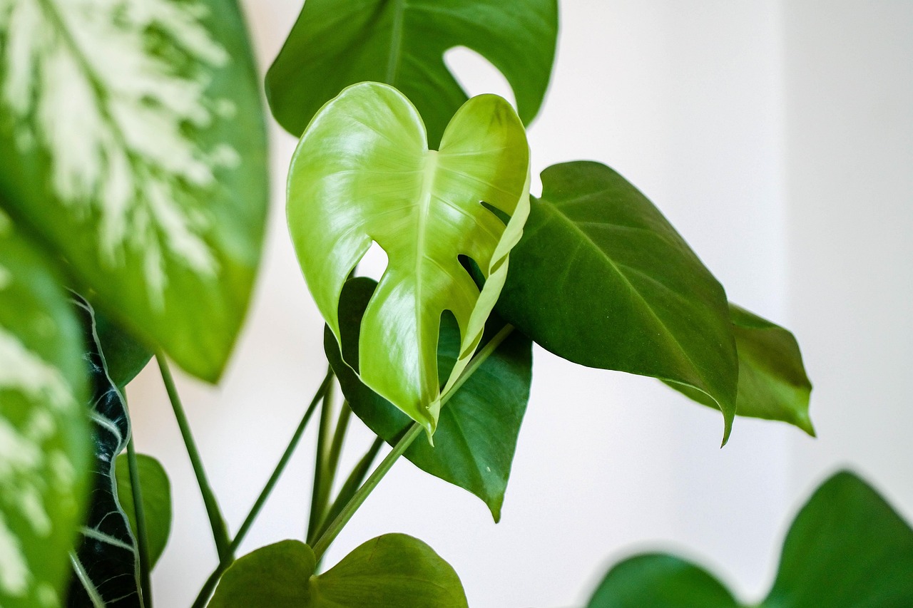 インテリアに置くだけでおしゃれ、初心者にもオススメの観葉植物。